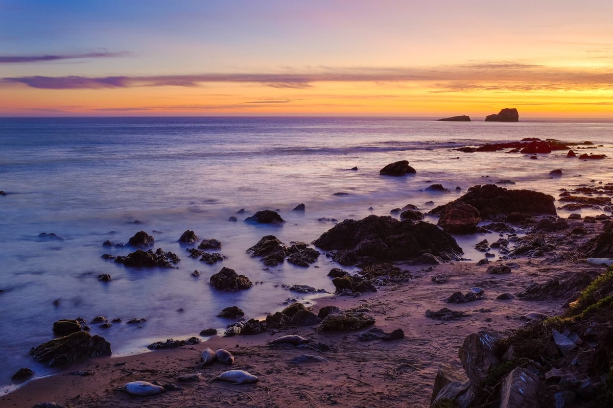 Sleeping Elephant Seals Sleeping Seals