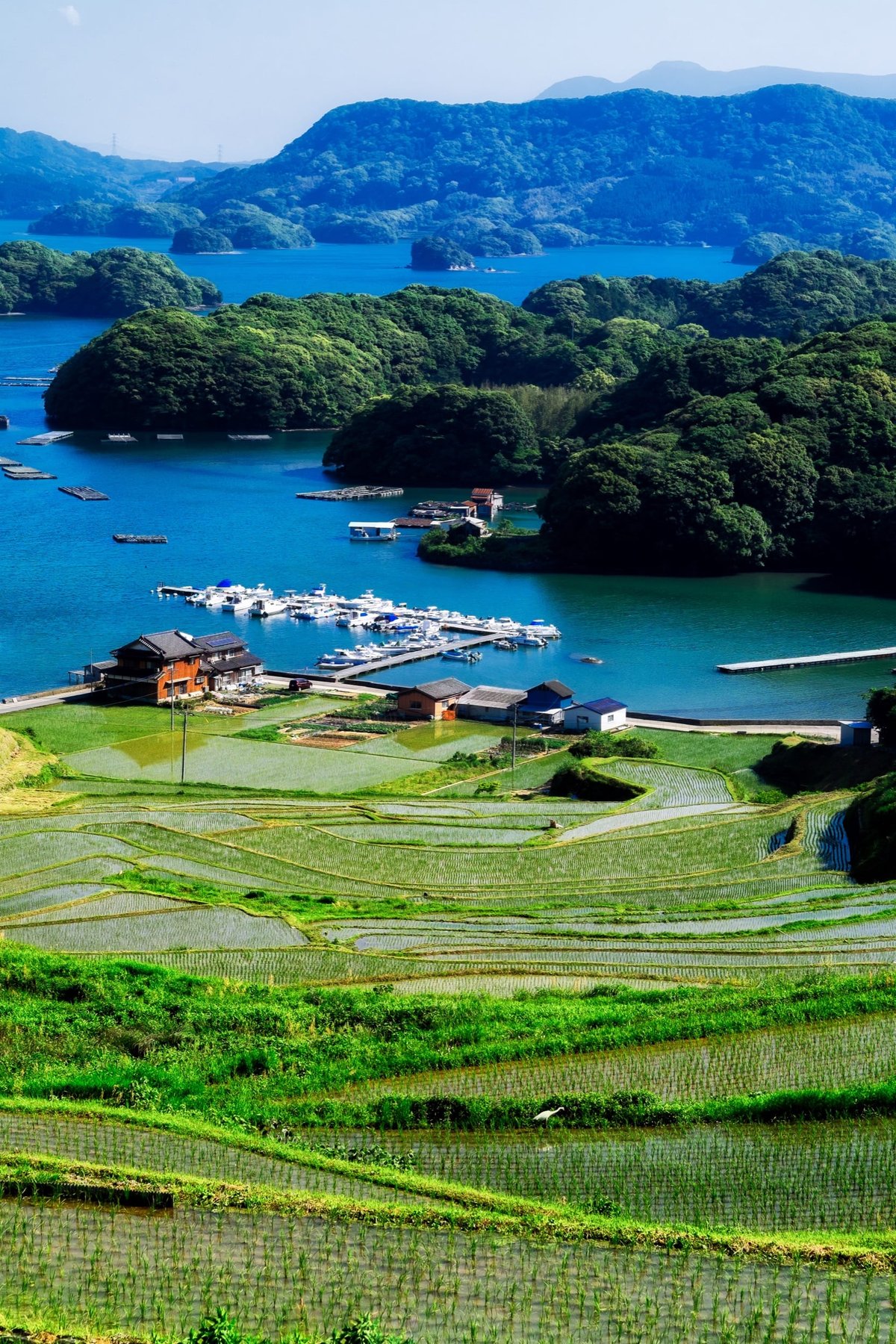 Japanese Rice Fields