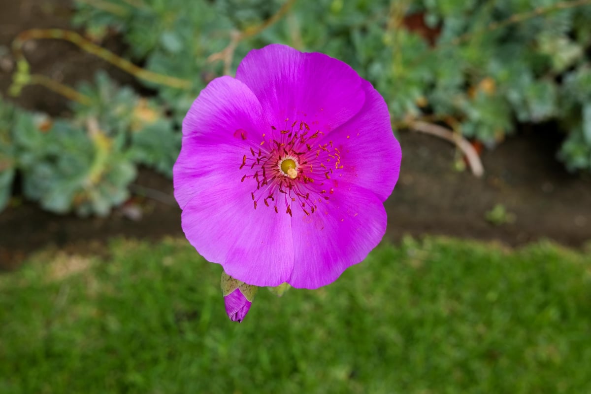 Another Beautiful Flower