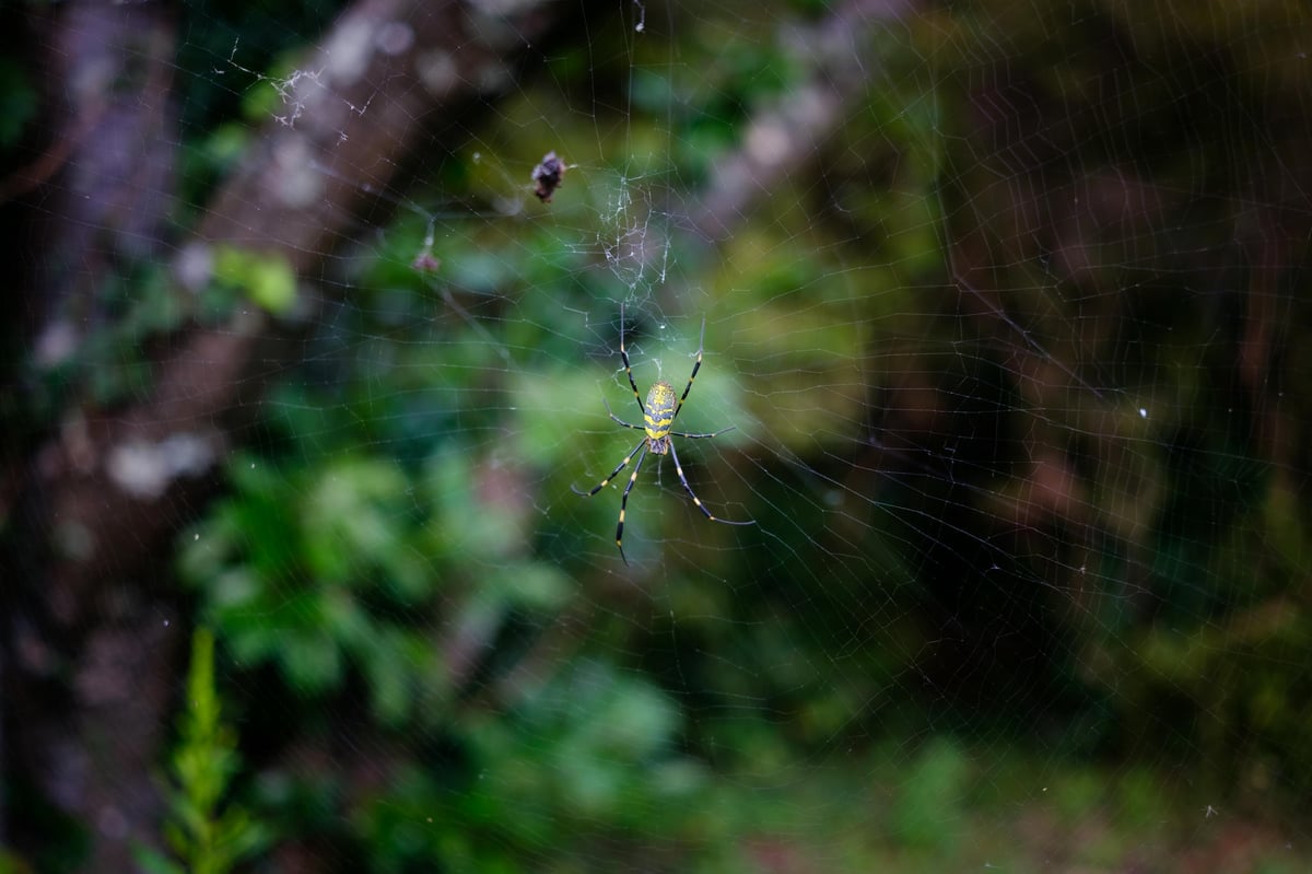 Fujifilm 27mm f2.8 Bokeh Sample