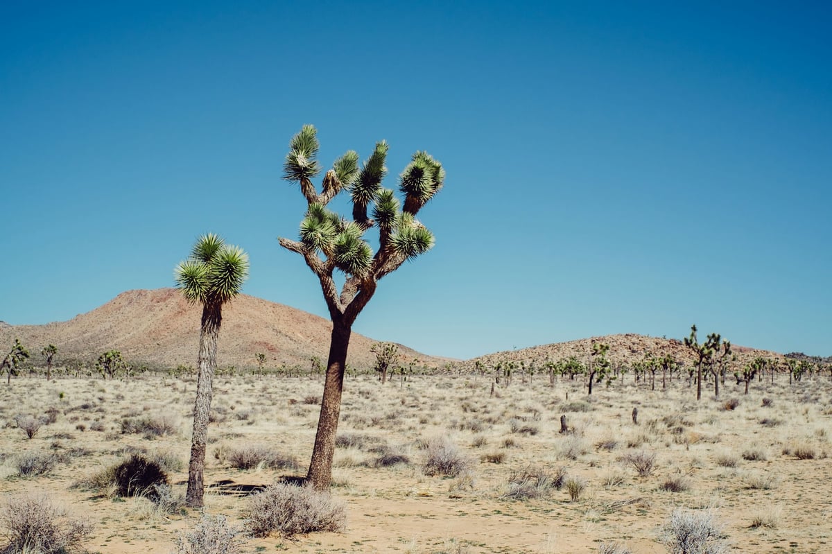 Joshua Tree Shot On The Fujifilm XT1