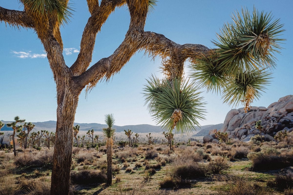 Joshua Tree Landscape Photos