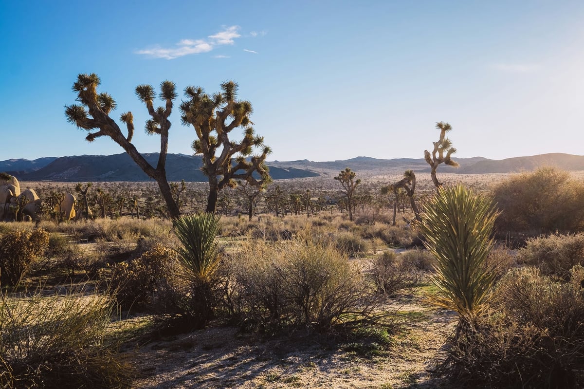Joshua Tree Landscape Photo