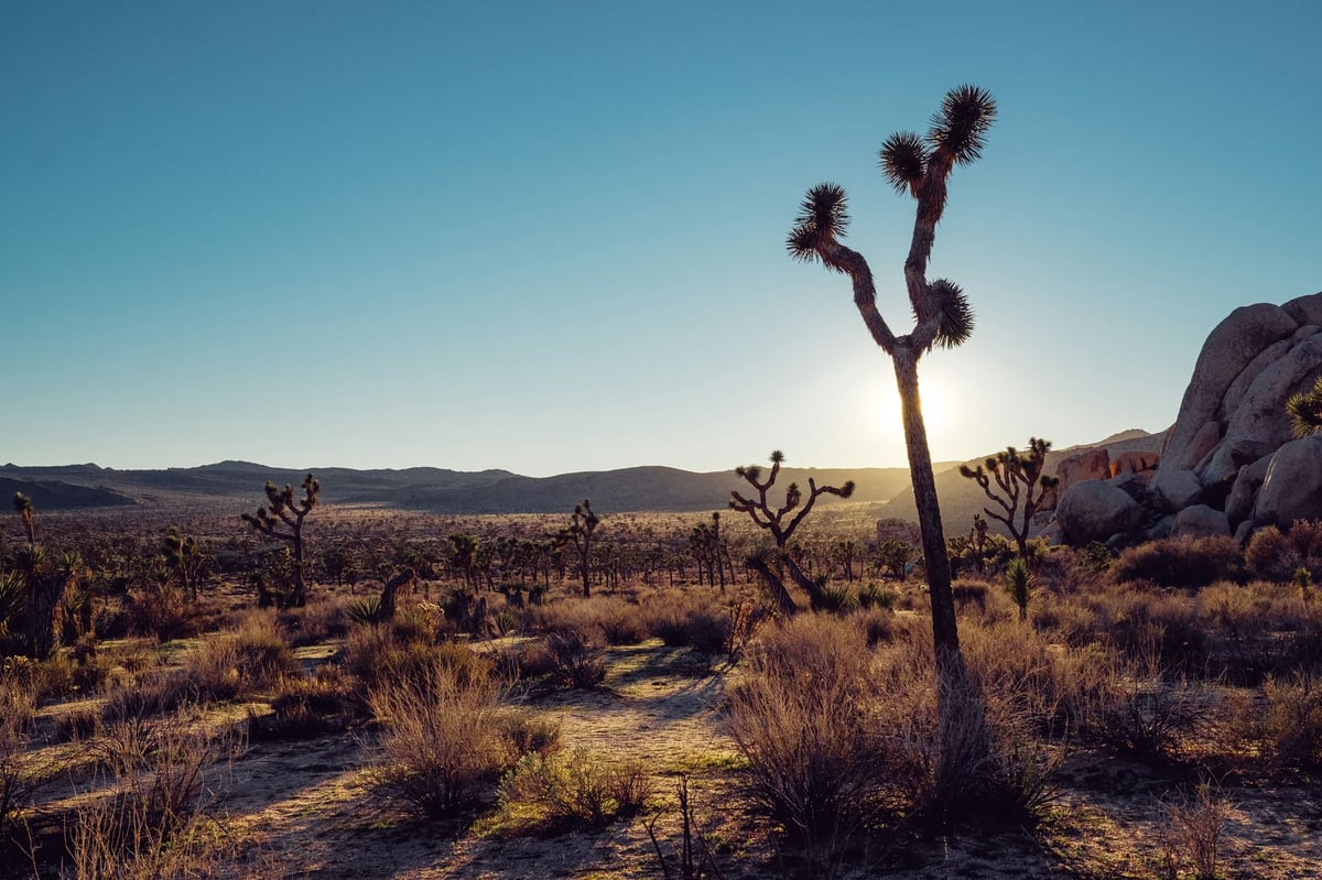 Joshua Tree Sunset Landscape Photo