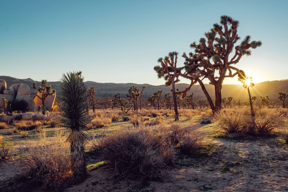 Joshua Tree Landscape Photo with Sunstars