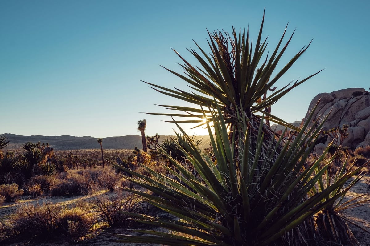 Joshua Tree Sunset Landscape Photo