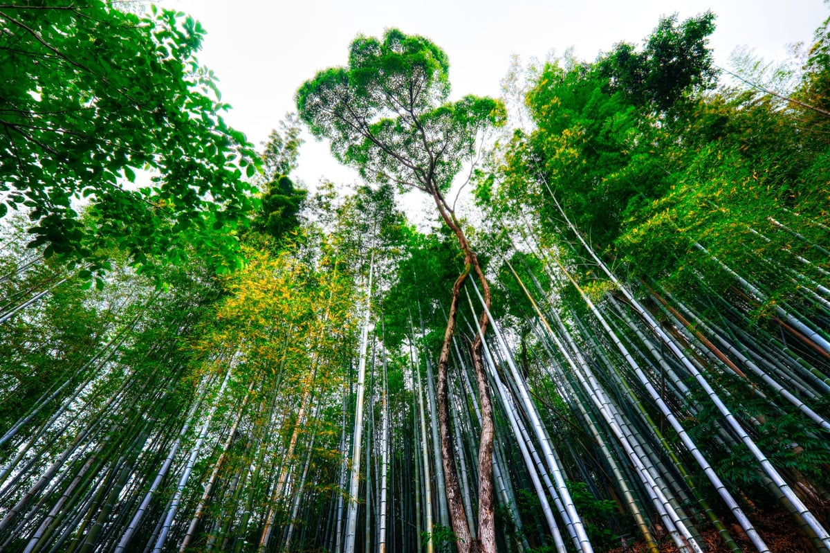 Bamboo Forest