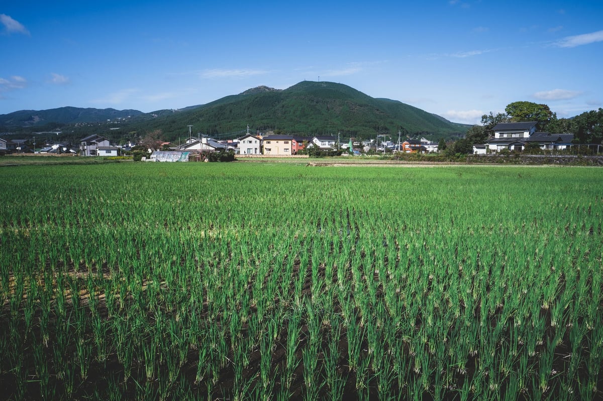 Yufuin Rice Fields