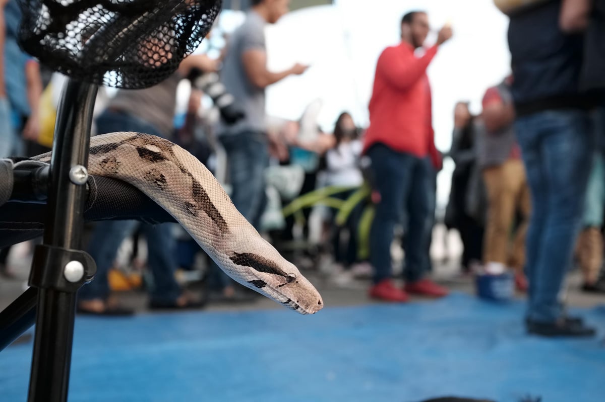 Classic Chrome Iridient