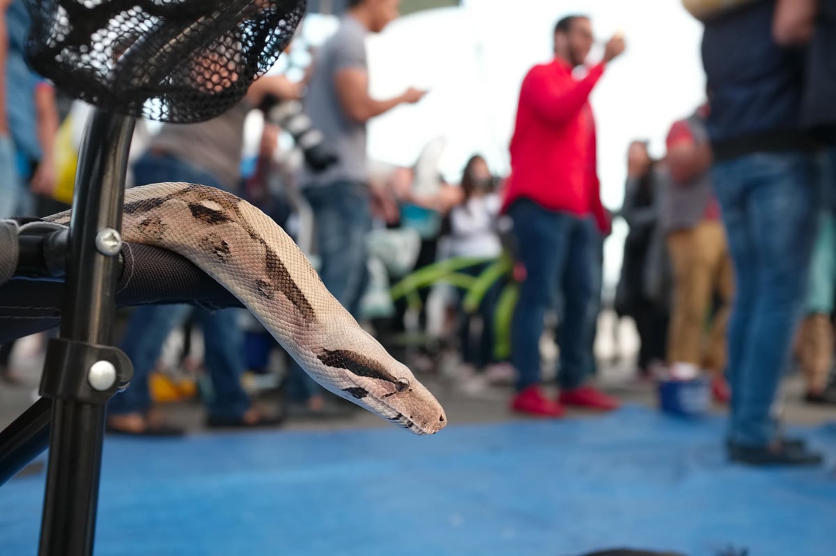 Iridient Base Profile