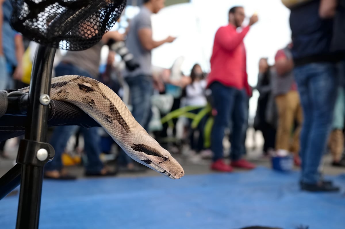 Pro Neg High Iridient