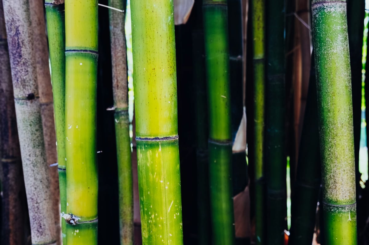 Baboo At The Schindler House