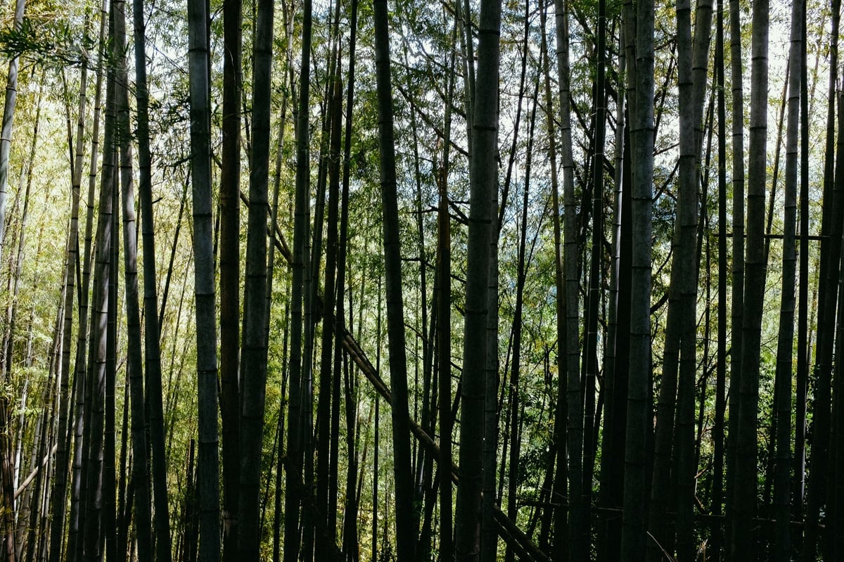 Wild Bamboo Forest Japan Wilderness