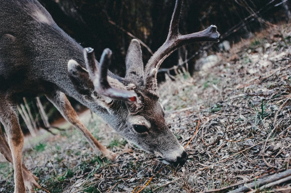 A Yosemite forest friend. Yosemite Forest Friend