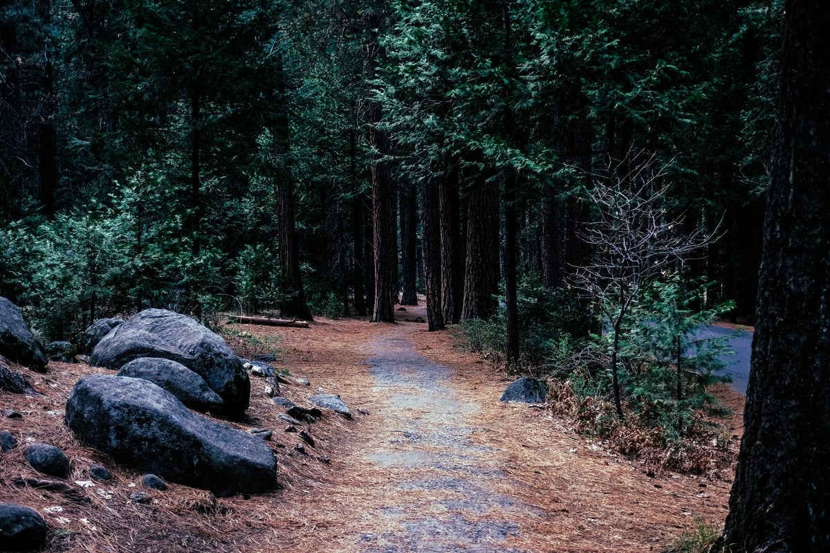A path through Yosemite National Park Path Through Yosemite