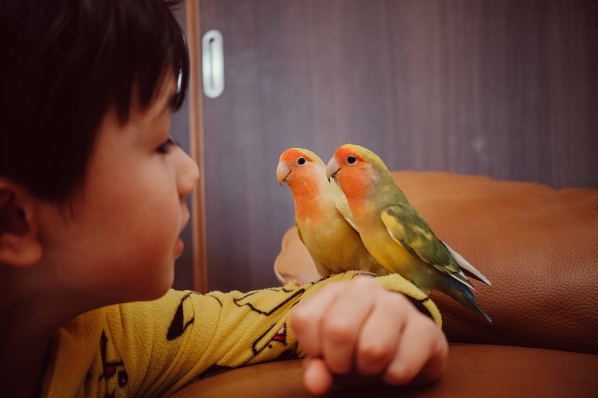 Luka with Lovebirds