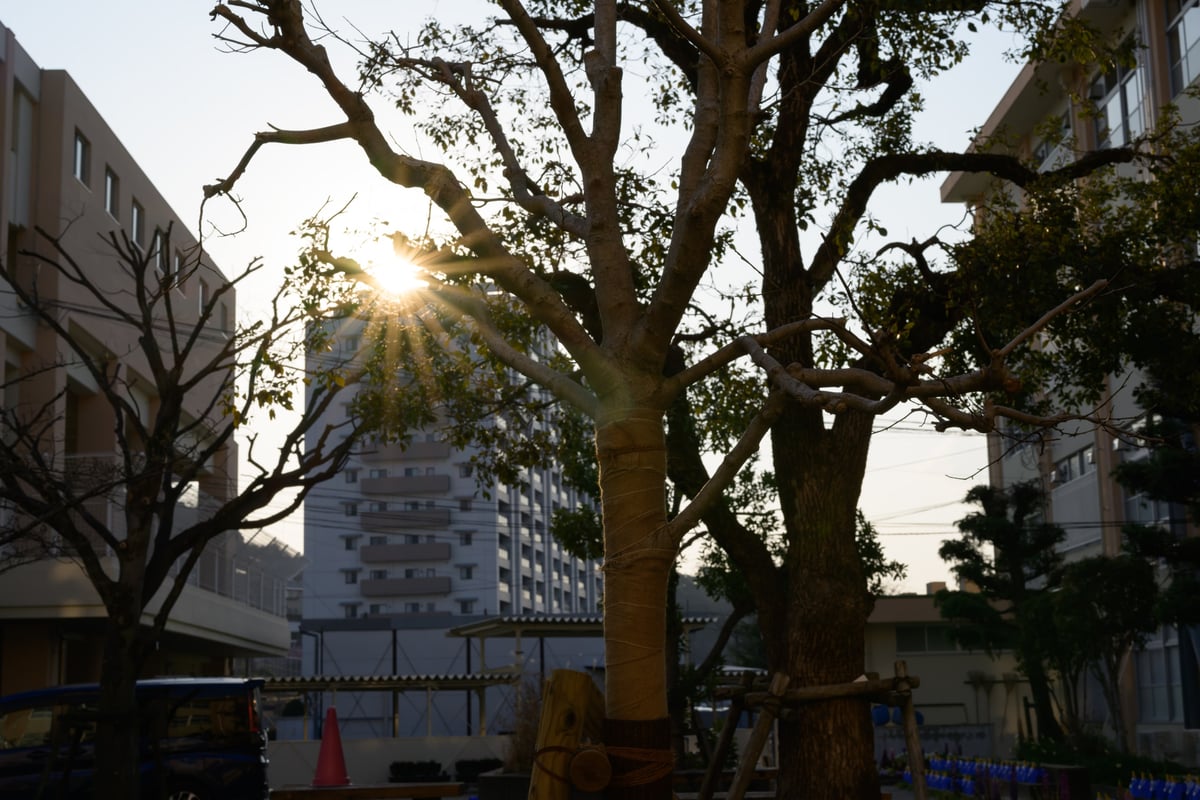 Nikon 50mm f1.4 Sunstar Sample