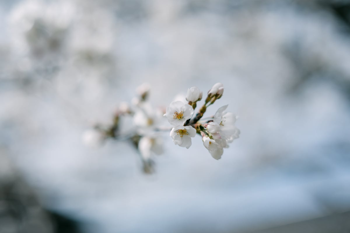 Nikkor Z 50mm f1.4 Bokeh Sample of Sakura