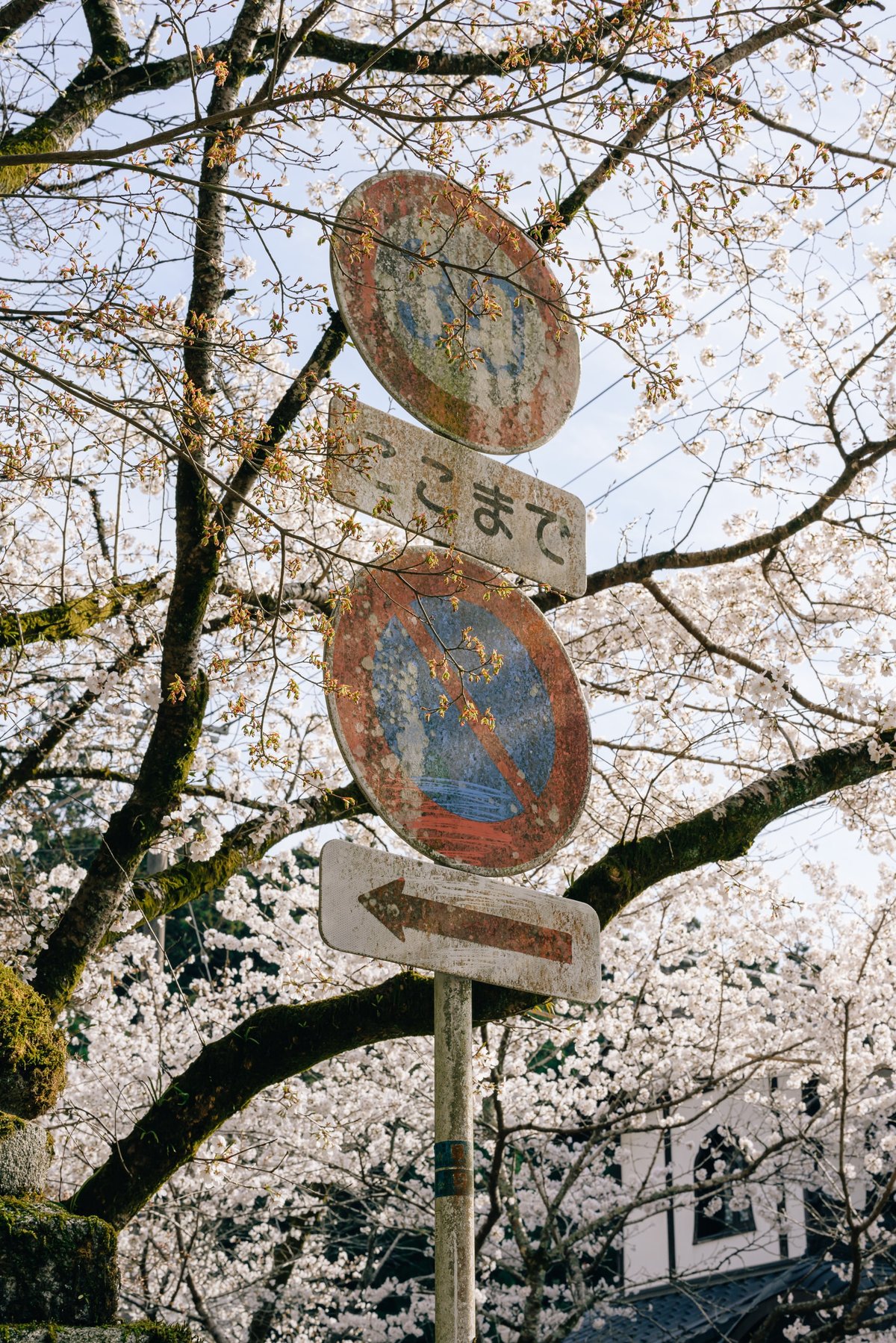 Sakura Sign
