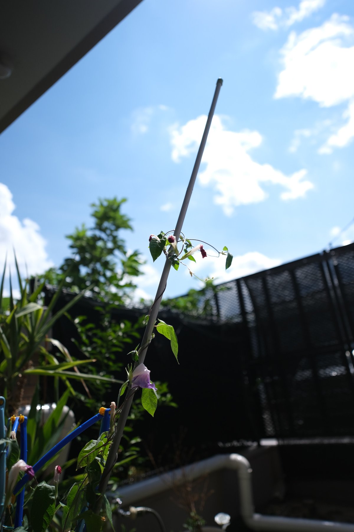 Chromatic Aberrations Sample