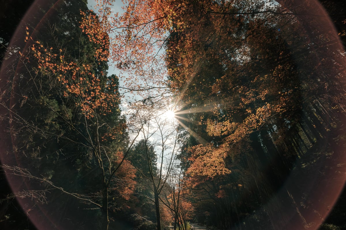 Viltrox 9mm f2.8 Ghosting and Flares