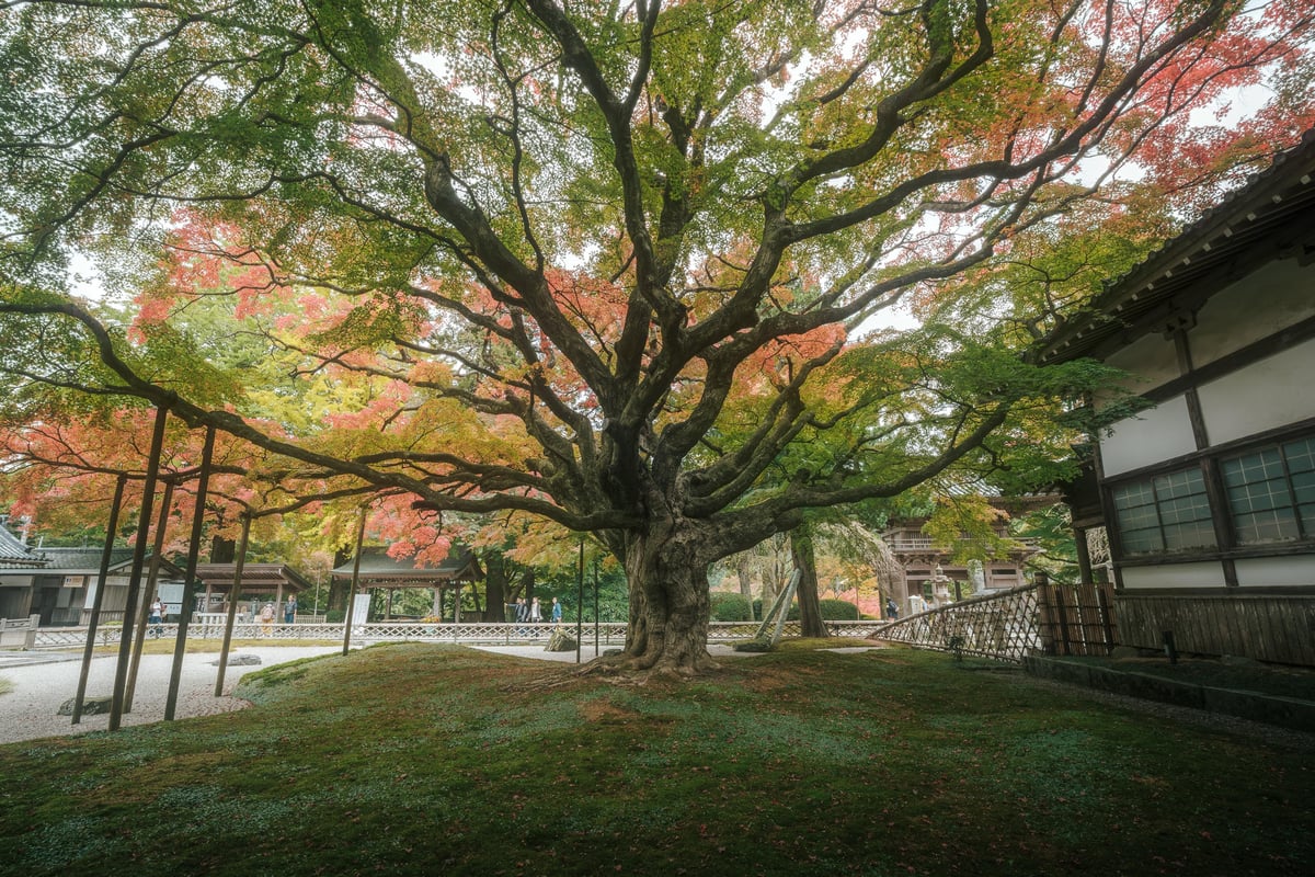 Raizan Sennyoji Daihioin Temple Maple Tree during the fall