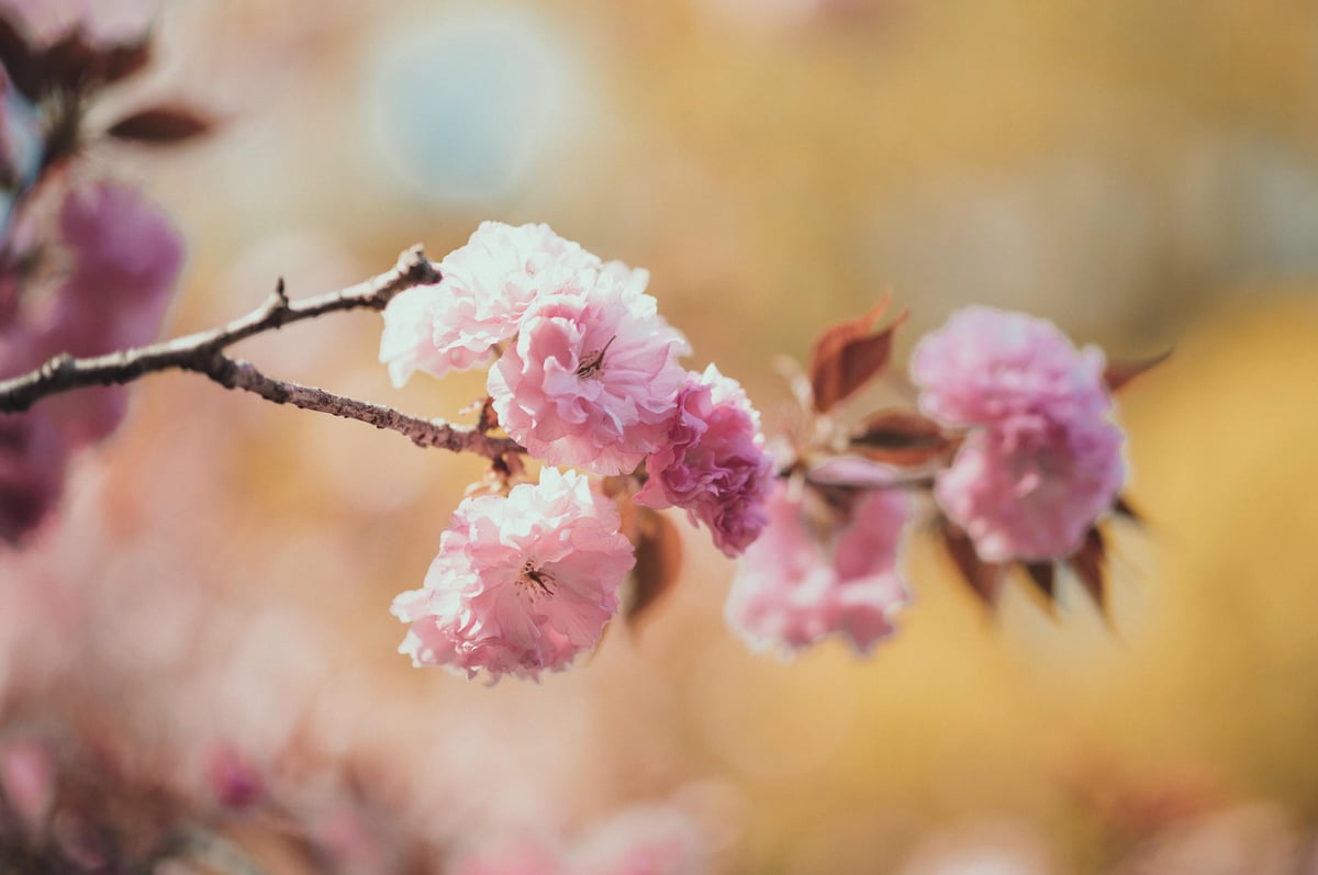 Late Cherry Blossom