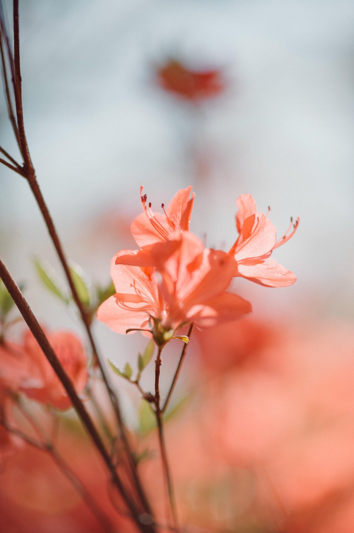 Japanese flowers in the spring