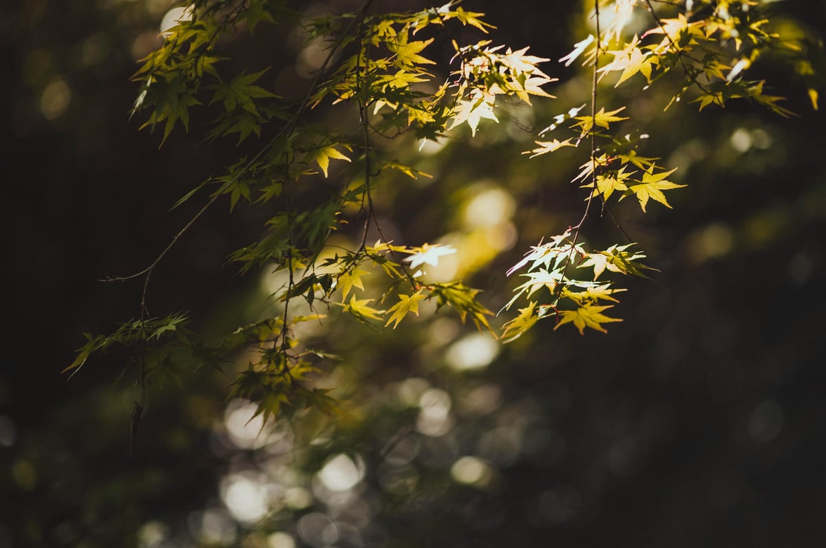 Sun Reach Japanese Maples