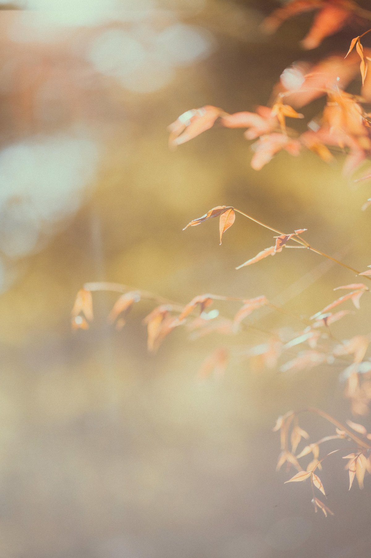 Japanese Maple Sun Bloom
