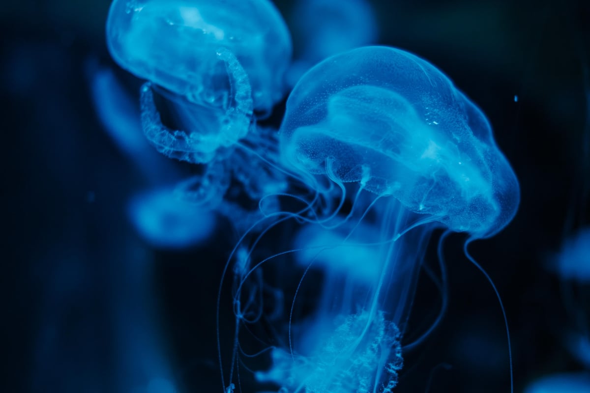 Blue JellyFish
