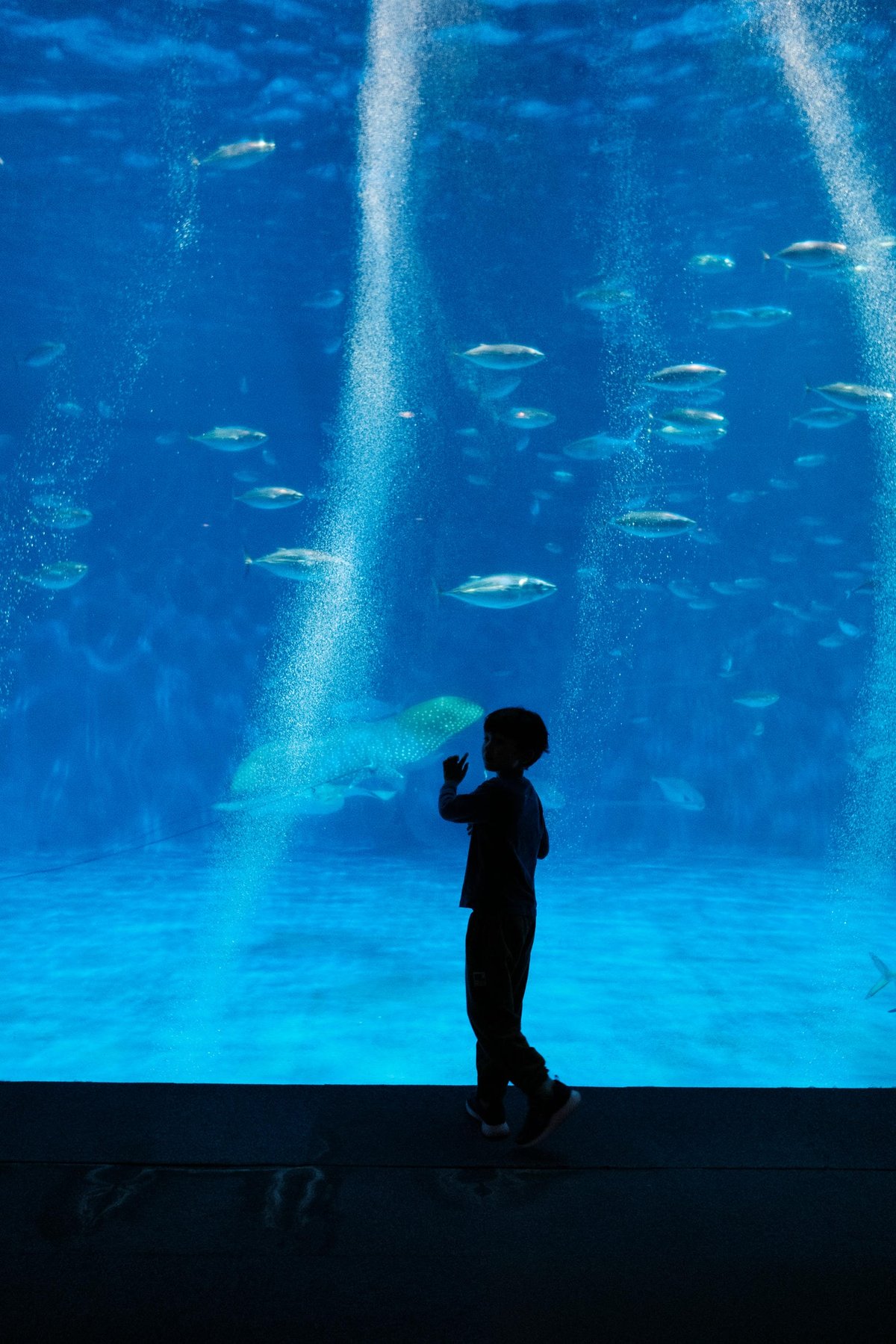 Giant Aquarium in Kagoshima