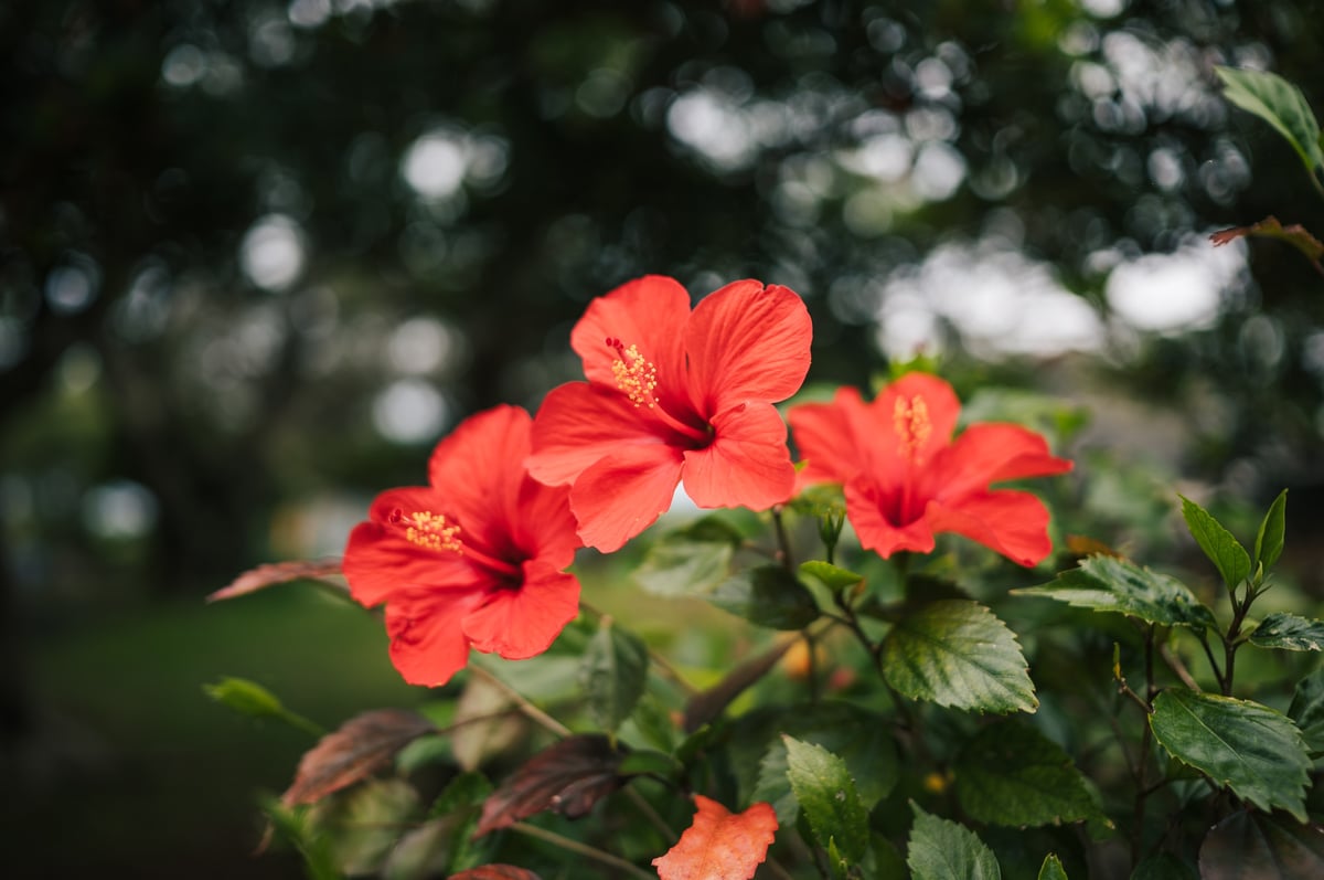 Flower Power
