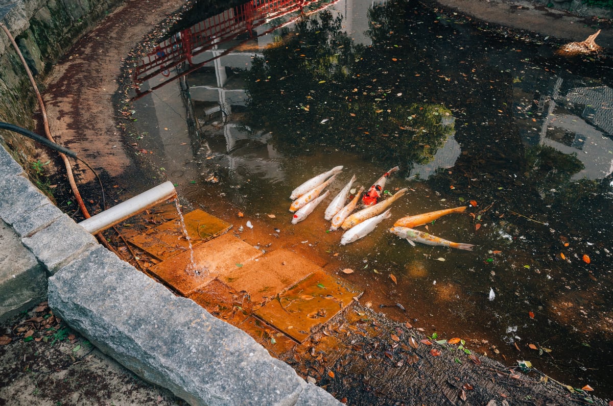 Hot Koi