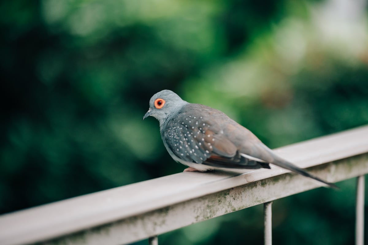Bokeh Bird