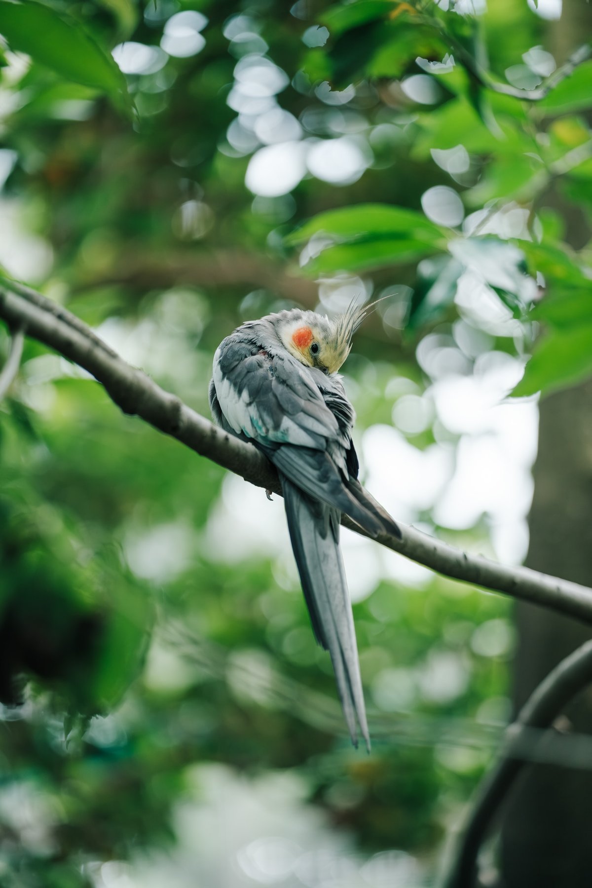 Bokeh Sample, Cockatiel sleeping