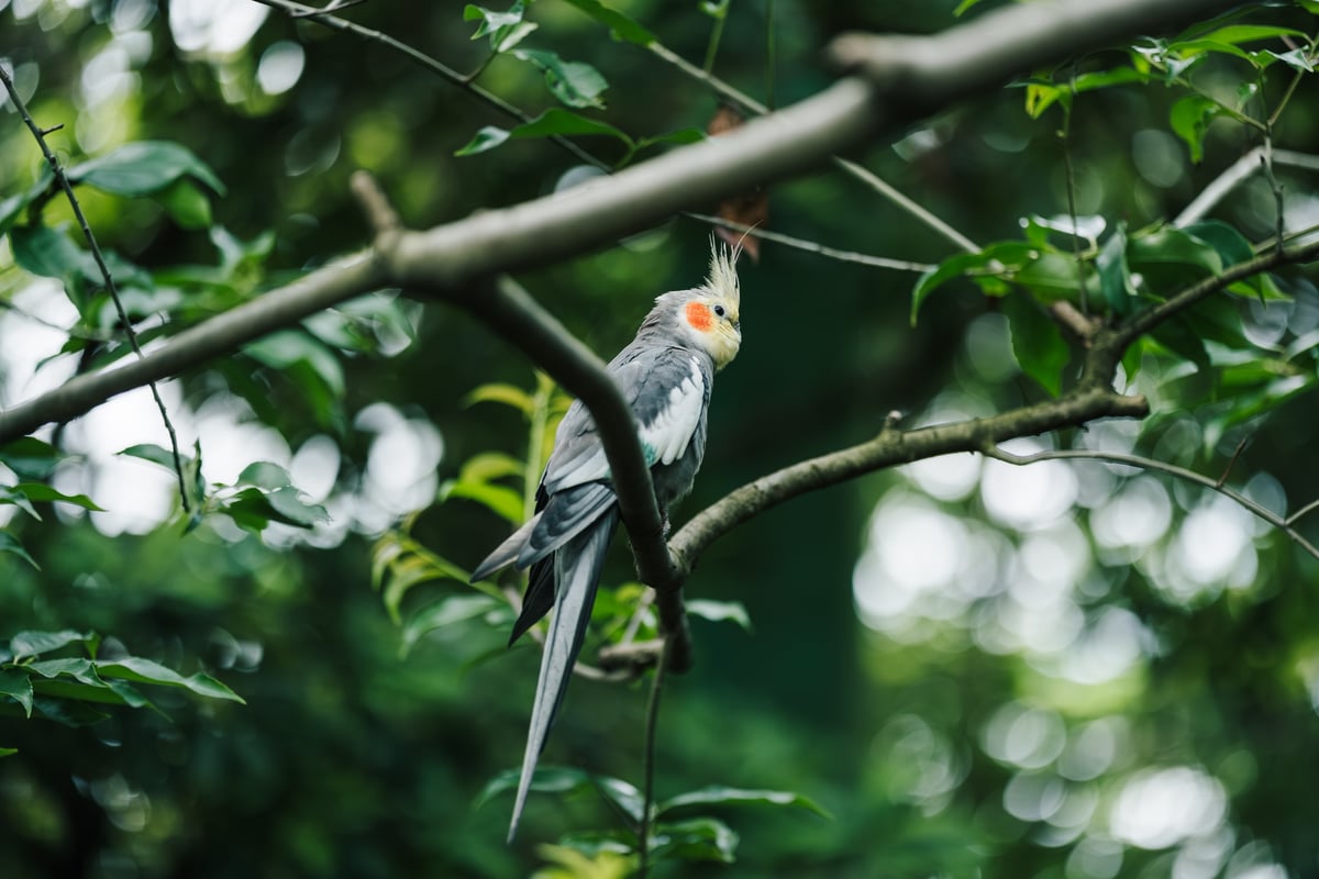 Bokeh Sample, Cockatiel relaxing