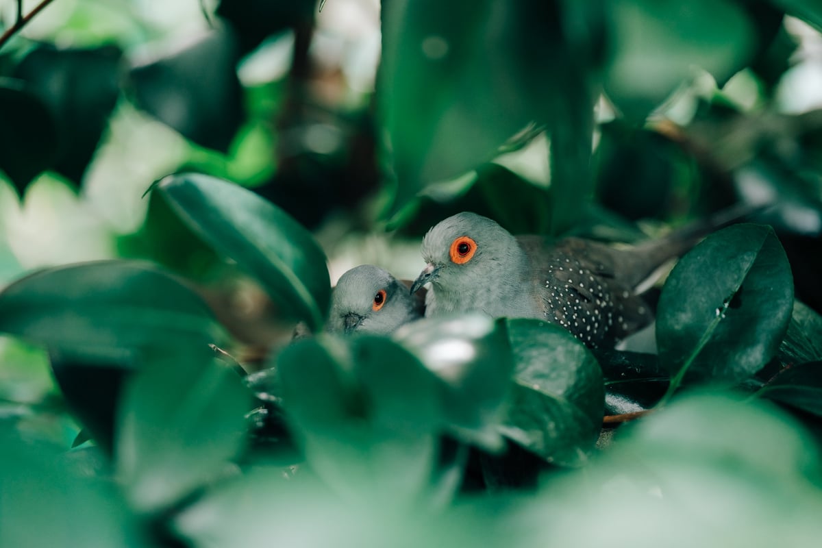 Bokeh Sample of a Baby bird with the mommy
