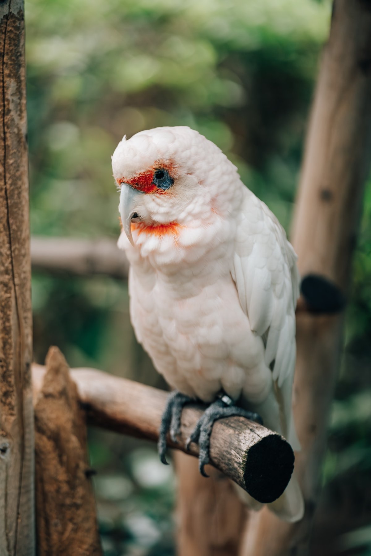 Bokeh Sample, Pink Parrot