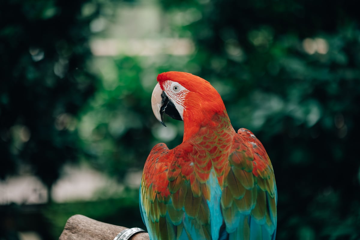 Viltrox 75mm f1.8 EVO sample photo of a red Macaw.