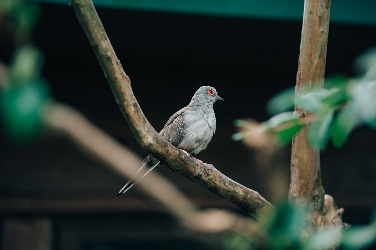 Just a spotted bird perched on a branch