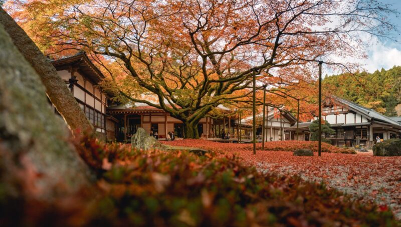 Canon EOS R | Just About Everyone Got It Wrong